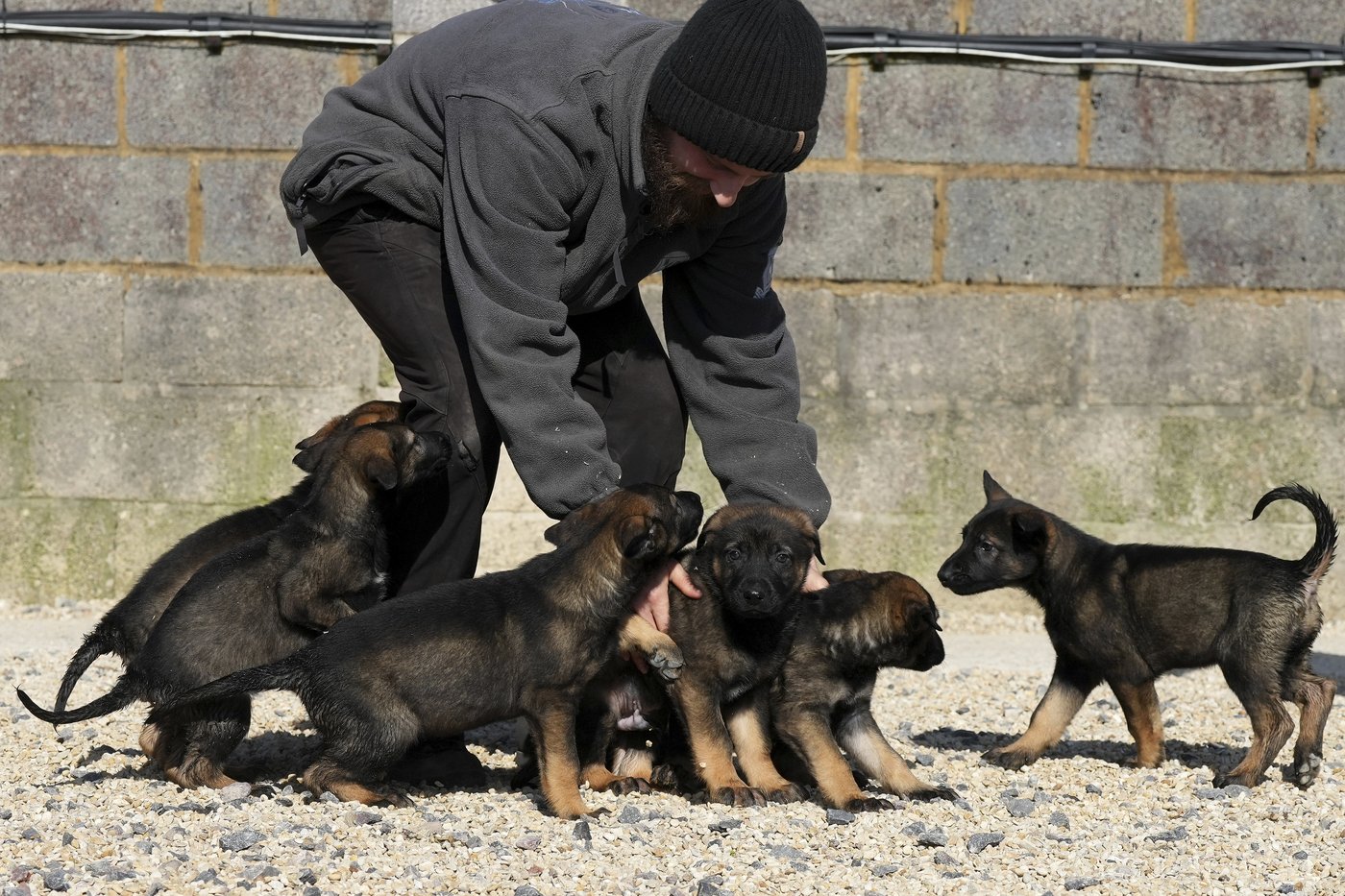 Pets with a toolkit: Protection dogs train to handle burglars as sports stars boost home security | iNFOnews.ca