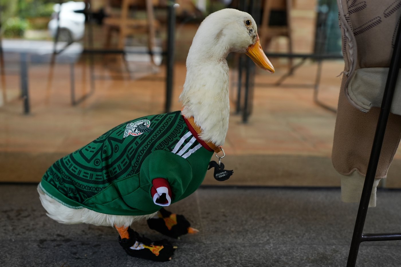 Meet Merlin the duck, a Mexico City streetside regular turned World Cup mascot | iNFOnews.ca