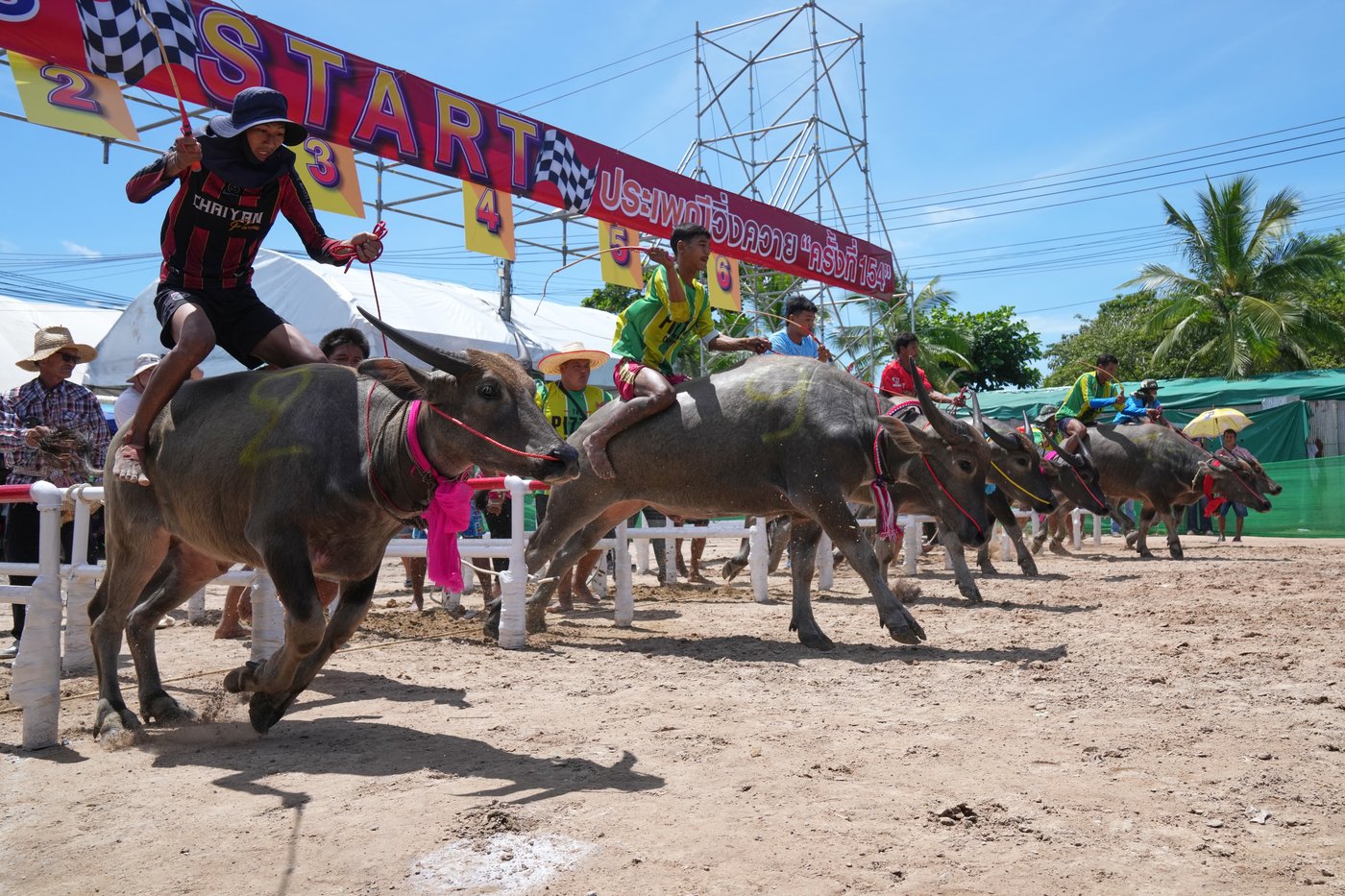 Thailand's water buffaloes have upgraded their status from draft animals to prized competitors | iNFOnews.ca