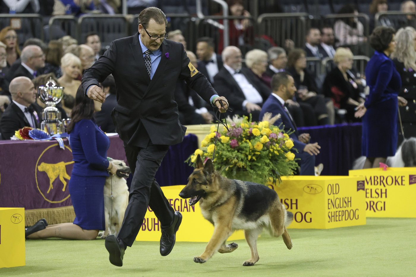 Dogs from great Danes to terriers head into the ring at Westminster show | iNFOnews.ca Dogs from great Danes to terriers head into the ring at Westminster show | iNFOnews.ca