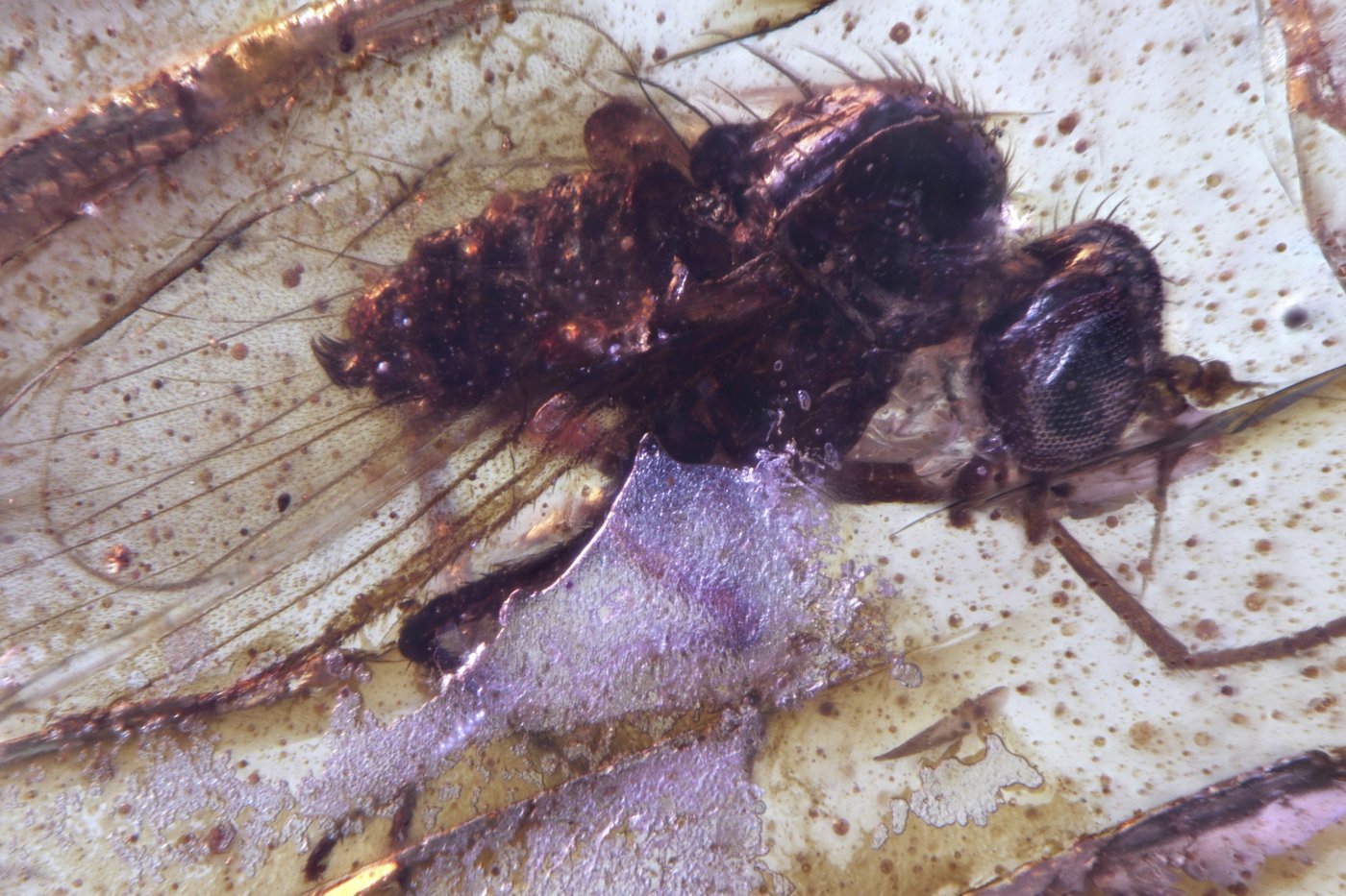 Discovery of insects trapped in amber sheds light on ancient Amazon rainforest | iNFOnews.ca Discovery of insects trapped in amber sheds light on ancient Amazon rainforest | iNFOnews.ca