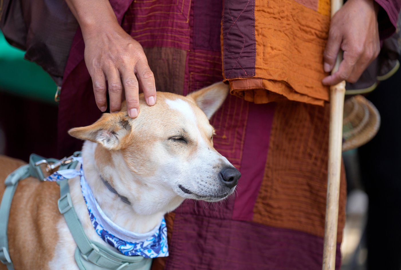 Buddhist monks resume 2,300-mile walk for peace after accident near Houston | iNFOnews.ca Buddhist monks resume 2,300-mile walk for peace after accident near Houston | iNFOnews.ca