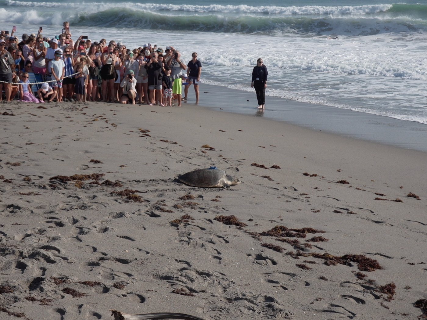 A 3-limbed Kemp's ridley sea turtle is now being tracked at sea by satellite | iNFOnews.ca A 3-limbed Kemp's ridley sea turtle is now being tracked at sea by satellite | iNFOnews.ca