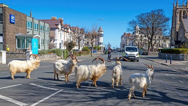 PM, Scheer to donate pay raise and a goat invasion; In The News for April 1 | iNFOnews.ca