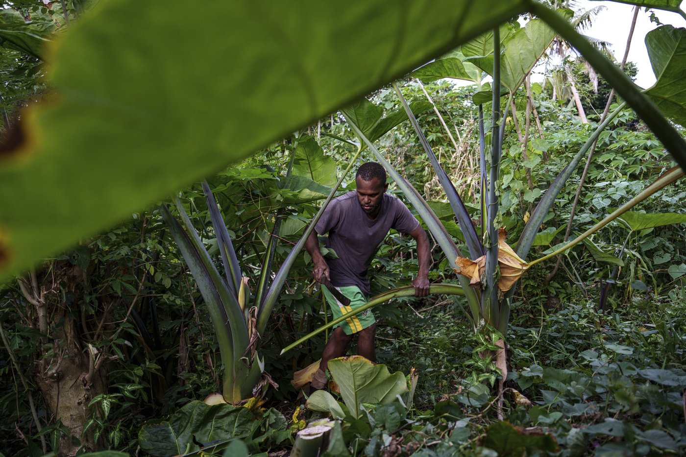 From dying reefs to flooded graves, Vanuatu is leading a global climate case | iNFOnews.ca From dying reefs to flooded graves, Vanuatu is leading a global climate case | iNFOnews.ca