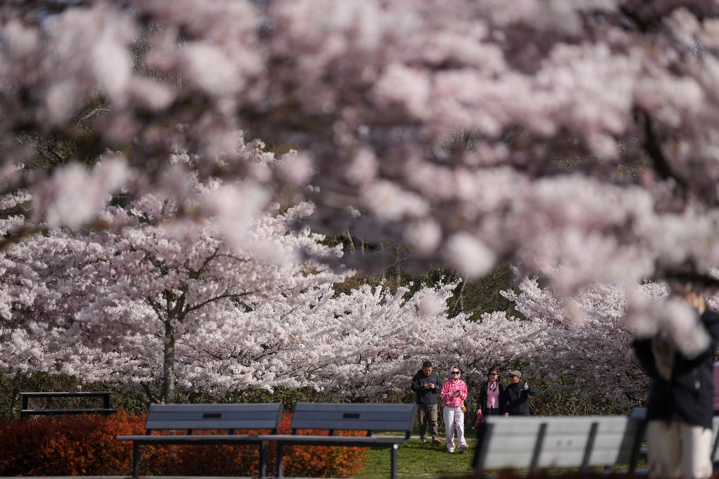 The hazards of cherry blossom crowds prompt warnings from police in Richmond, B.C. | iNFOnews.ca The hazards of cherry blossom crowds prompt warnings from police in Richmond, B.C. | iNFOnews.ca