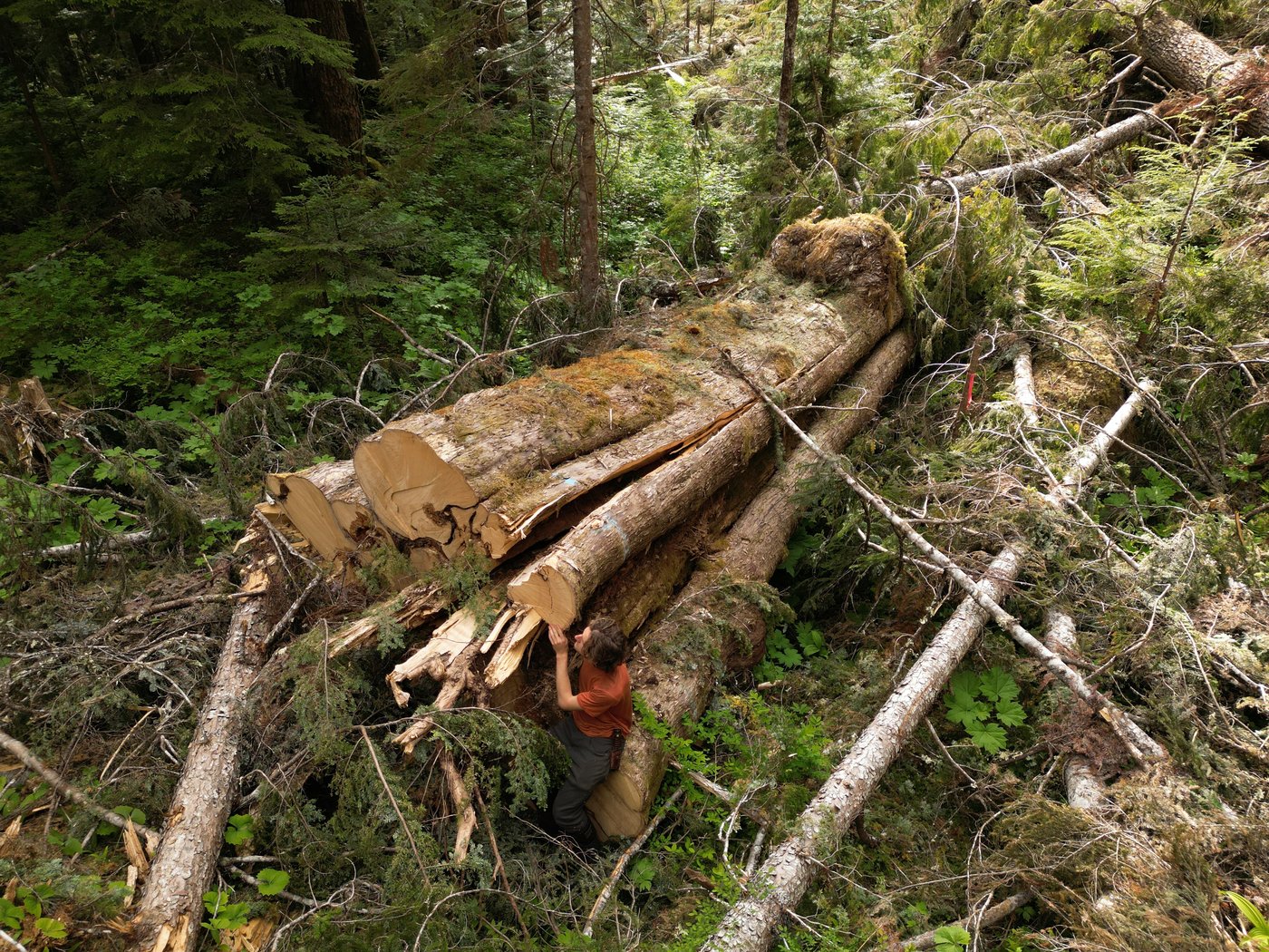 Why was 'incredible' giant cedar cut down, despite B.C.'s big-tree protection law? | iNFOnews.ca