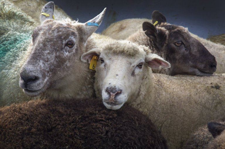 B.C. to allow killing of abandoned domestic sheep to protect the wild animals | iNFOnews.ca