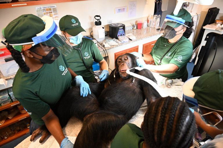 Chimpanzees once used for vaccine research get health checks as part of long-term care | iNFOnews.ca