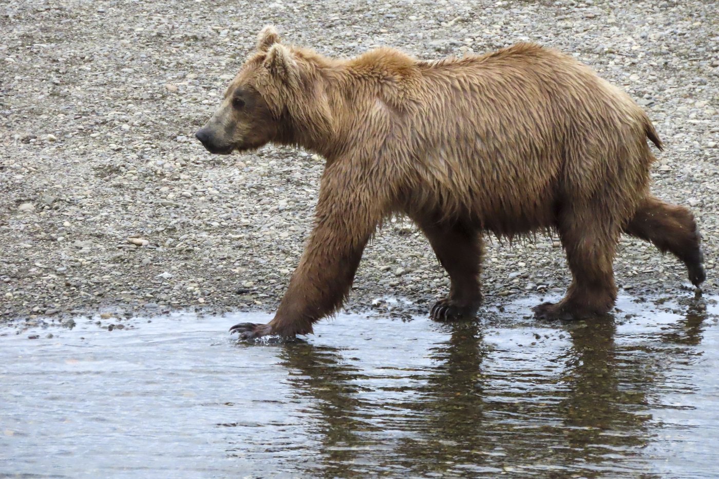Online voting in Alaska's Fat Bear Week contest starts after an attack killed 1 contestant | iNFOnews.ca