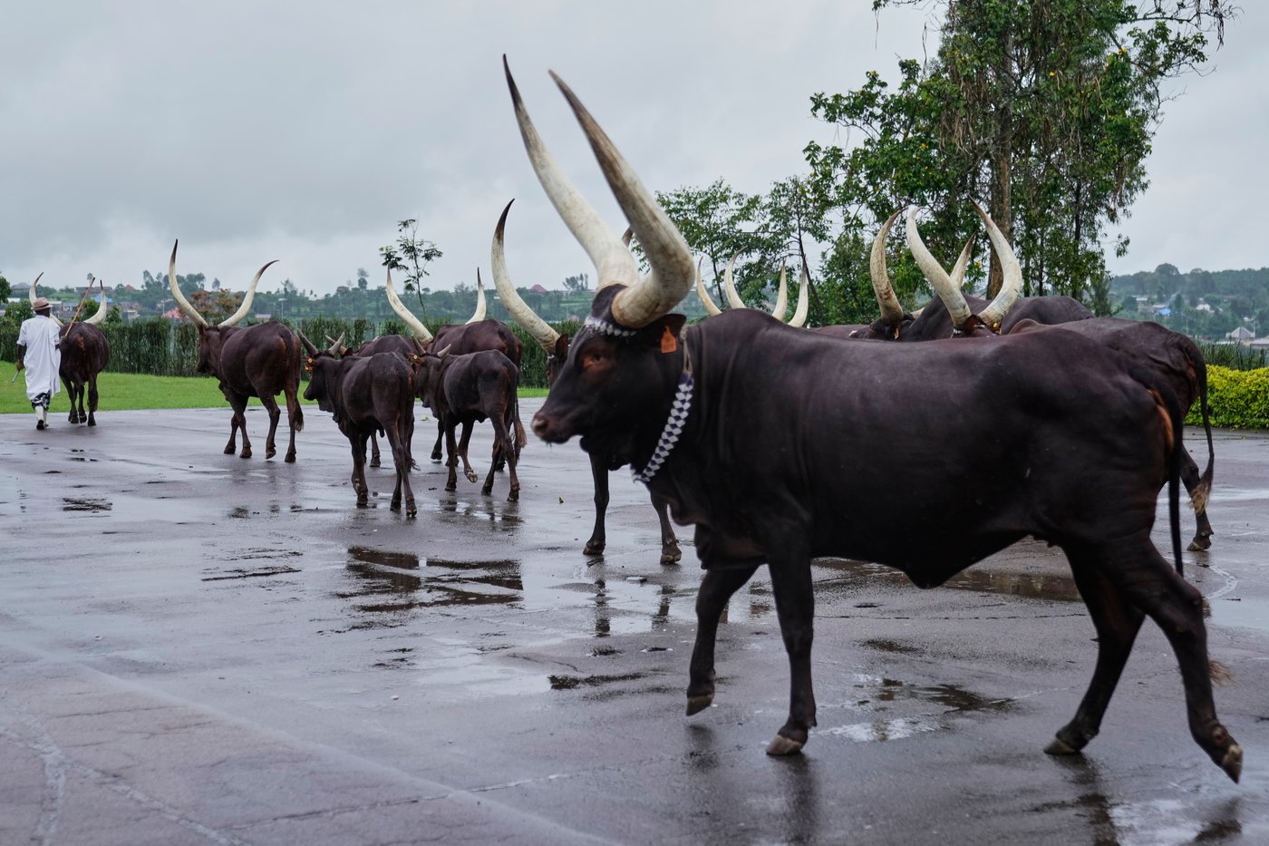 In Rwanda, a royal herd of cattle is treated to poetry and cultural reverence | iNFOnews.ca In Rwanda, a royal herd of cattle is treated to poetry and cultural reverence | iNFOnews.ca