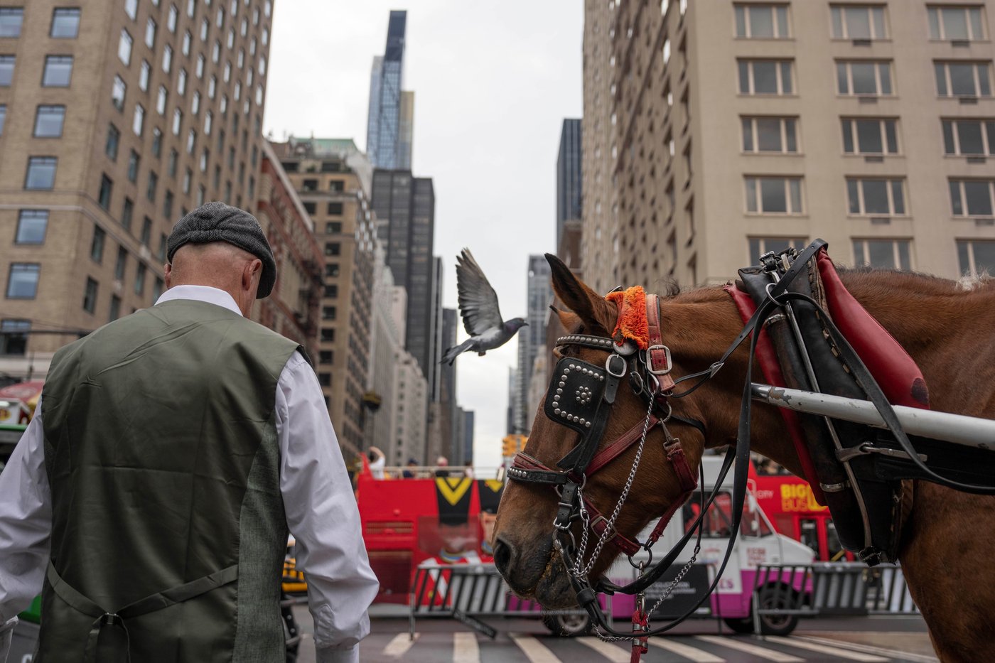 Facing a ban on horse-drawn carriages, Central Park's drivers fear for their livelihoods | iNFOnews.ca