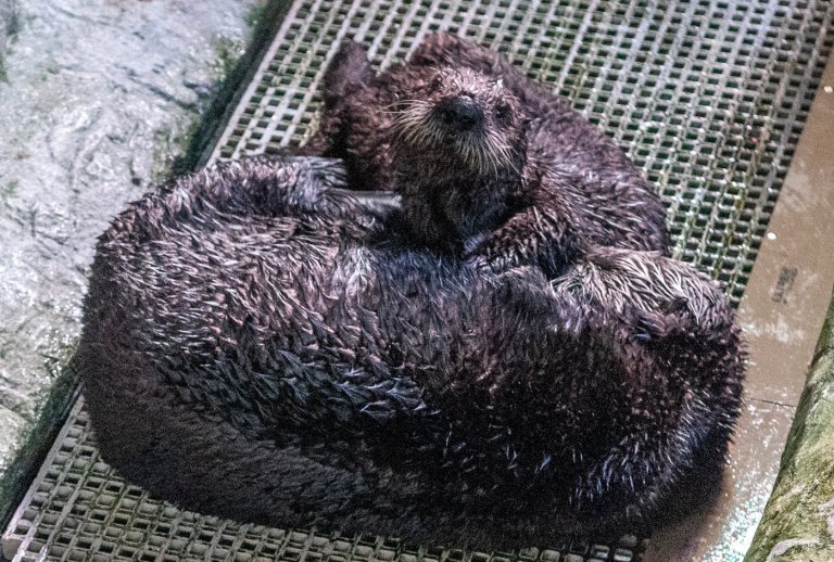 Sea otters unable to return to the wild form a mother-daughter bond in Aquarium’s surrogacy program | iNFOnews.ca
