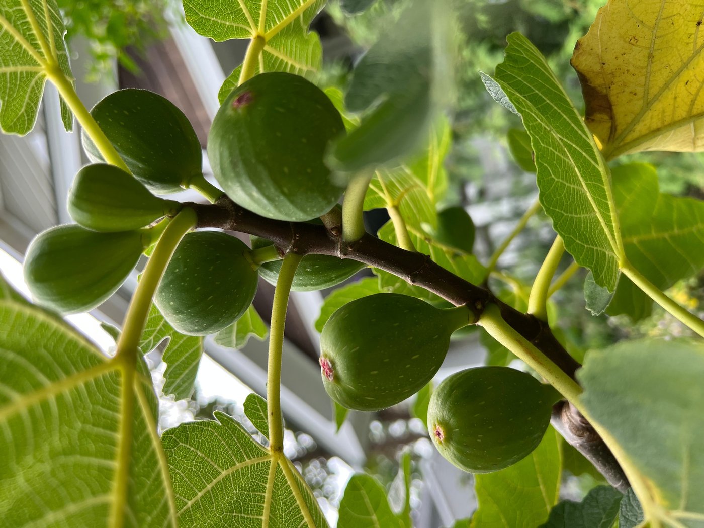 How to cook, freeze or pickle plant scraps instead of throwing them away | iNFOnews.ca