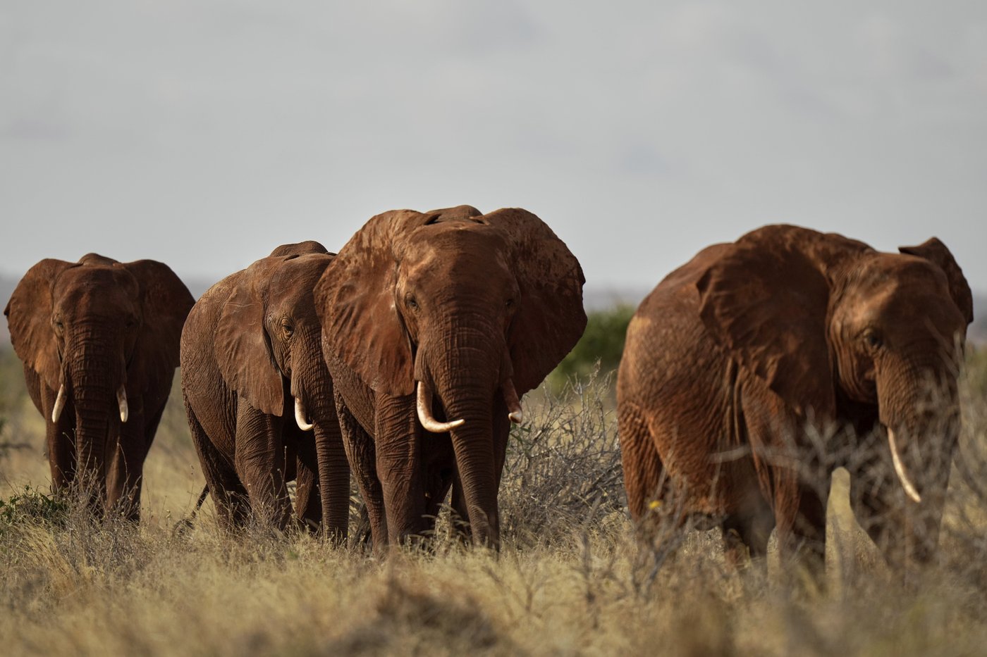 Kenyan farmers use bees and sesame to keep away marauding elephants | iNFOnews.ca Kenyan farmers use bees and sesame to keep away marauding elephants | iNFOnews.ca