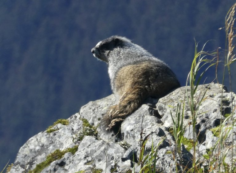 Charity celebrates milestone as Vancouver Island marmots rebound to 427 in wild | iNFOnews.ca