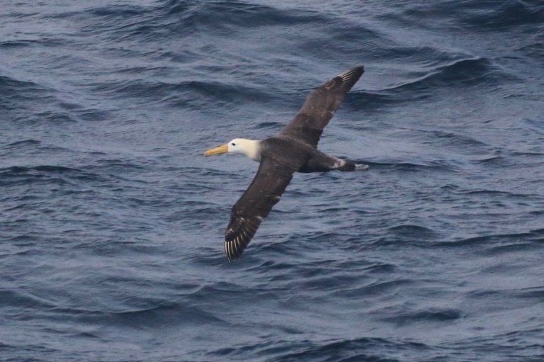 Seagoing albatross makes rare appearance off California coast, startling researchers | iNFOnews.ca