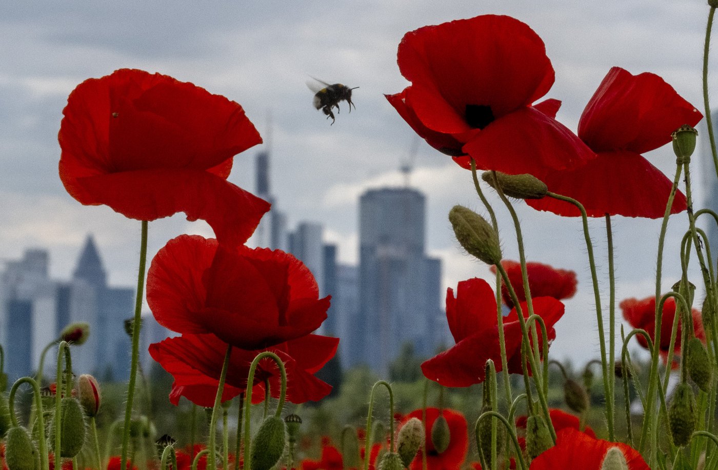 PHOTO COLLECTION: Climate Environment Germany Nature | iNFOnews.ca