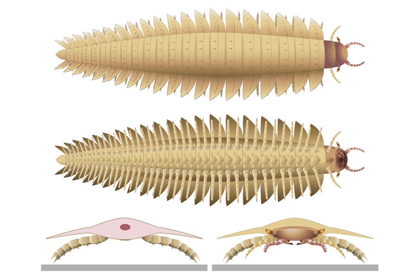 Scientists recreate the head of this ancient 9-foot-long bug | iNFOnews.ca