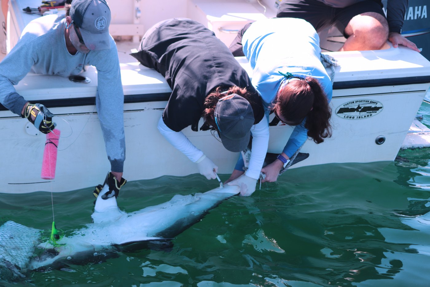Researchers catch sharks off NY's Hamptons, attach trackers to toothy predators | iNFOnews.ca