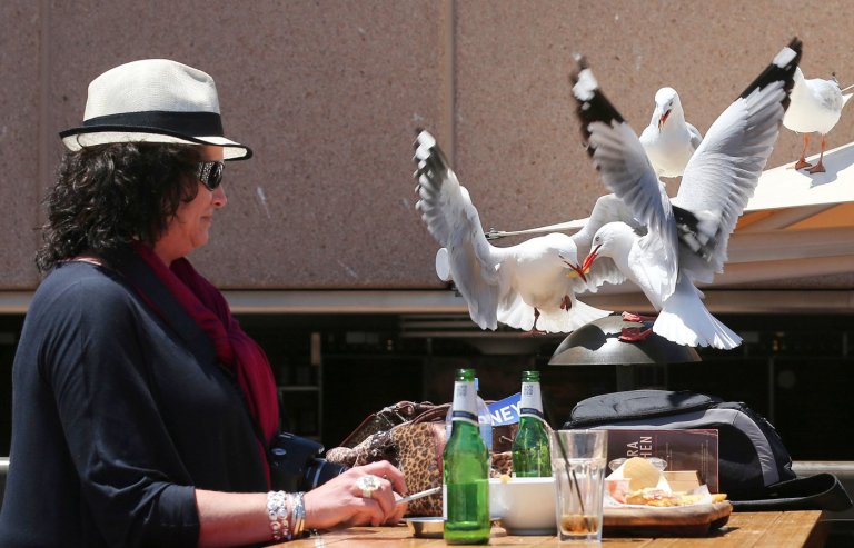 Food-snatching seagulls are more likely to leave you alone if you shout at them, researchers say | iNFOnews.ca