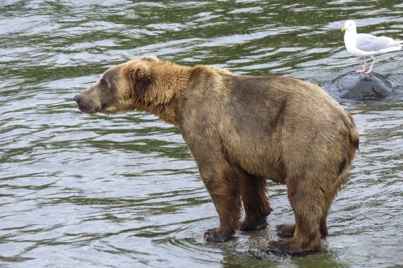 Online voting in Alaska's Fat Bear Week contest starts after an attack killed 1 contestant | iNFOnews.ca