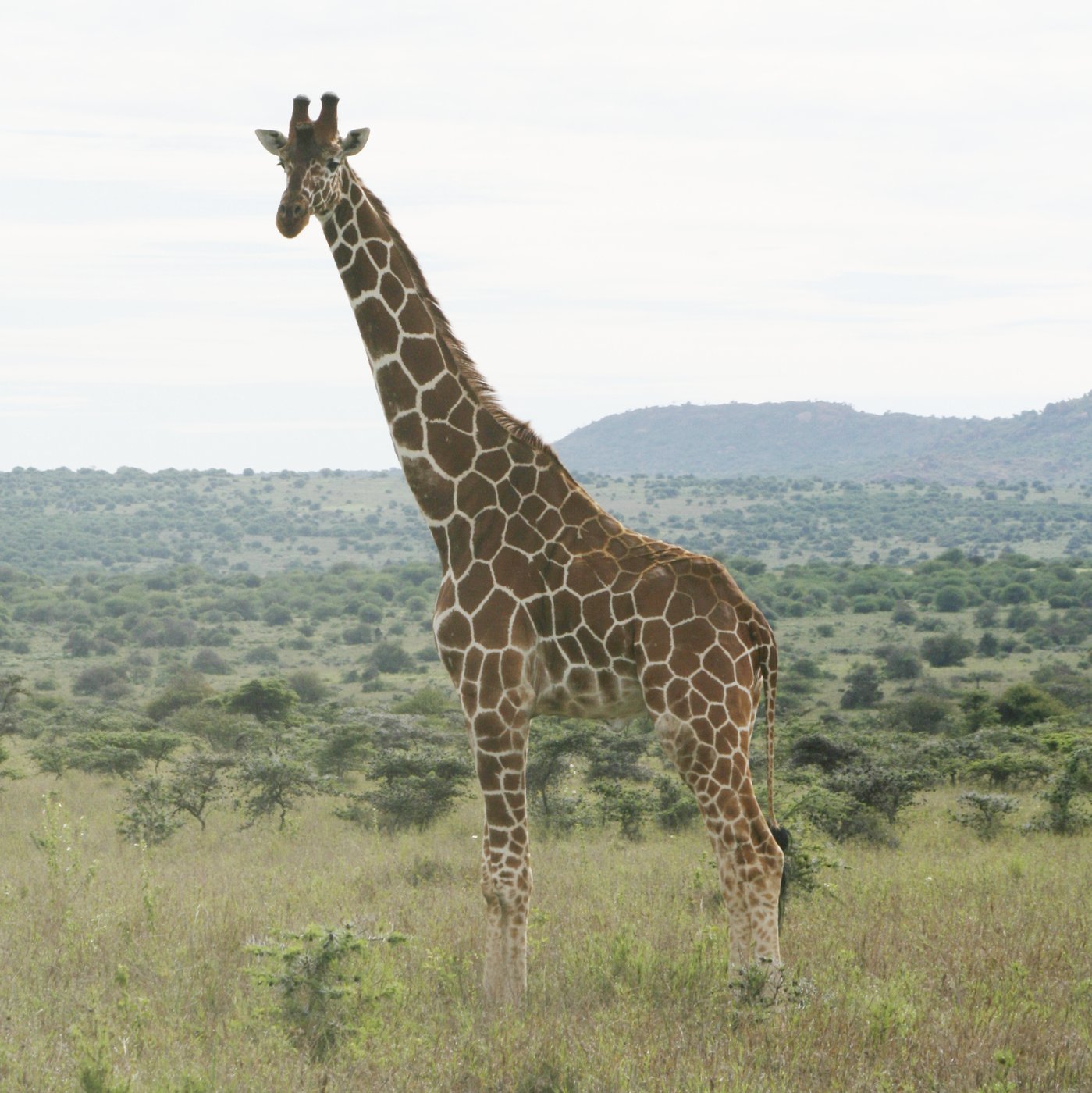 How many giraffe species are in Africa? New scientific analysis quadruples the count | iNFOnews.ca