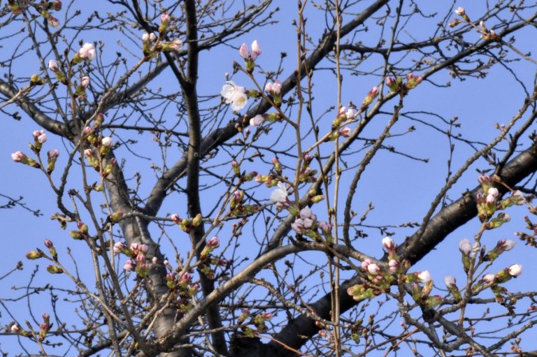Japan’s cherry blossom season begins with first flowering confirmed in 3 cities | iNFOnews.ca