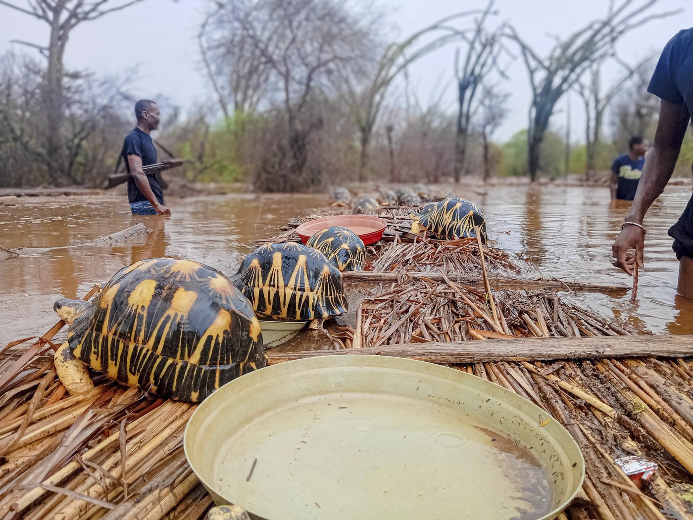 Thousands of endangered tortoises are rescued in Madagascar after their sanctuary is flooded | iNFOnews.ca Thousands of endangered tortoises are rescued in Madagascar after their sanctuary is flooded | iNFOnews.ca