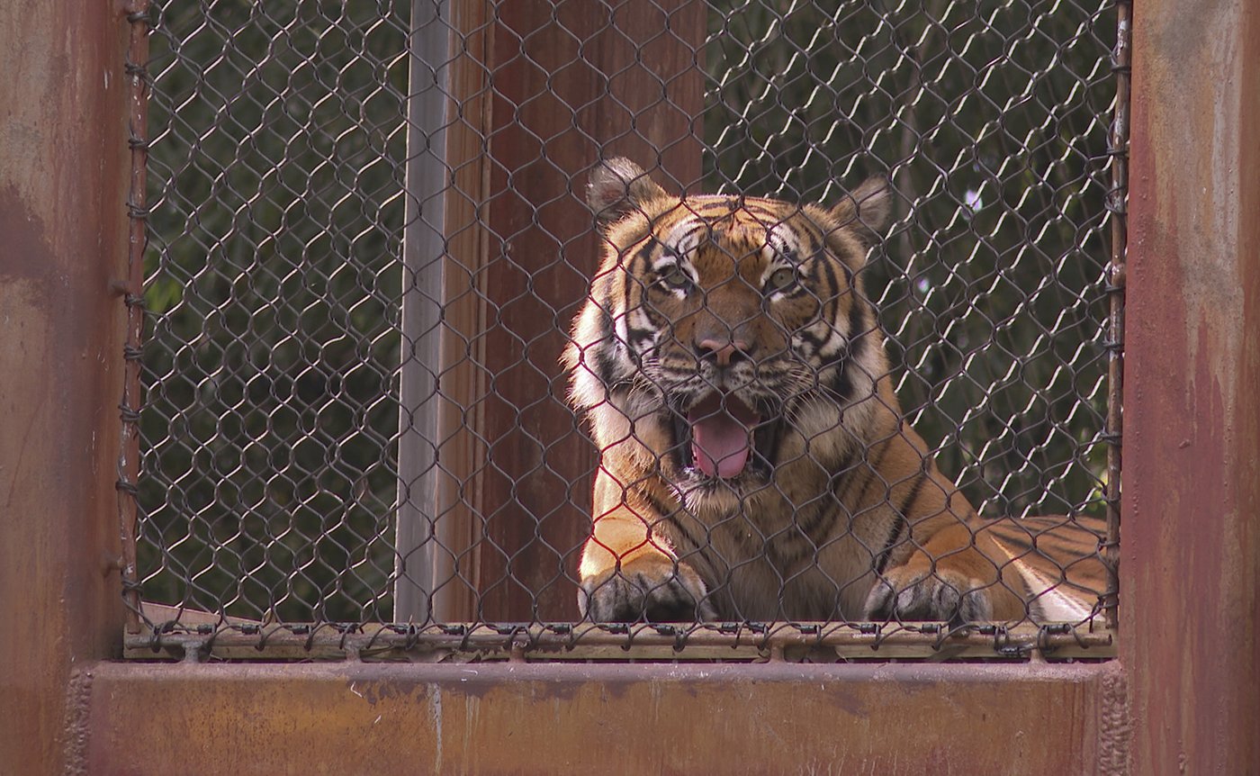 Meet Olan, Palm Beach Zoo's bold new Malayan tiger that treads the habitat's elevated trails | iNFOnews.ca Meet Olan, Palm Beach Zoo's bold new Malayan tiger that treads the habitat's elevated trails | iNFOnews.ca