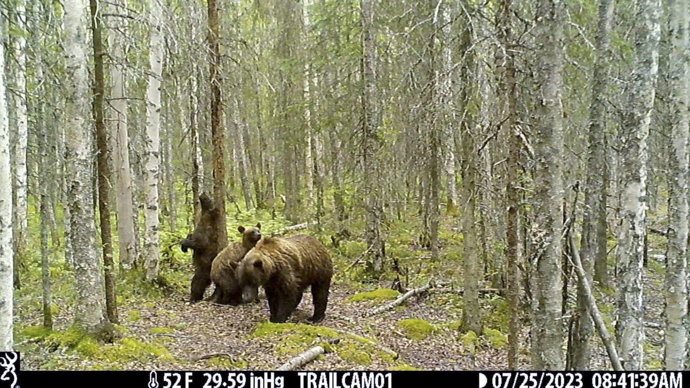 It's not just Fat Bear Week in Alaska. Trail cameras are also capturing wolves, moose and more | iNFOnews.ca It's not just Fat Bear Week in Alaska. Trail cameras are also capturing wolves, moose and more | iNFOnews.ca
