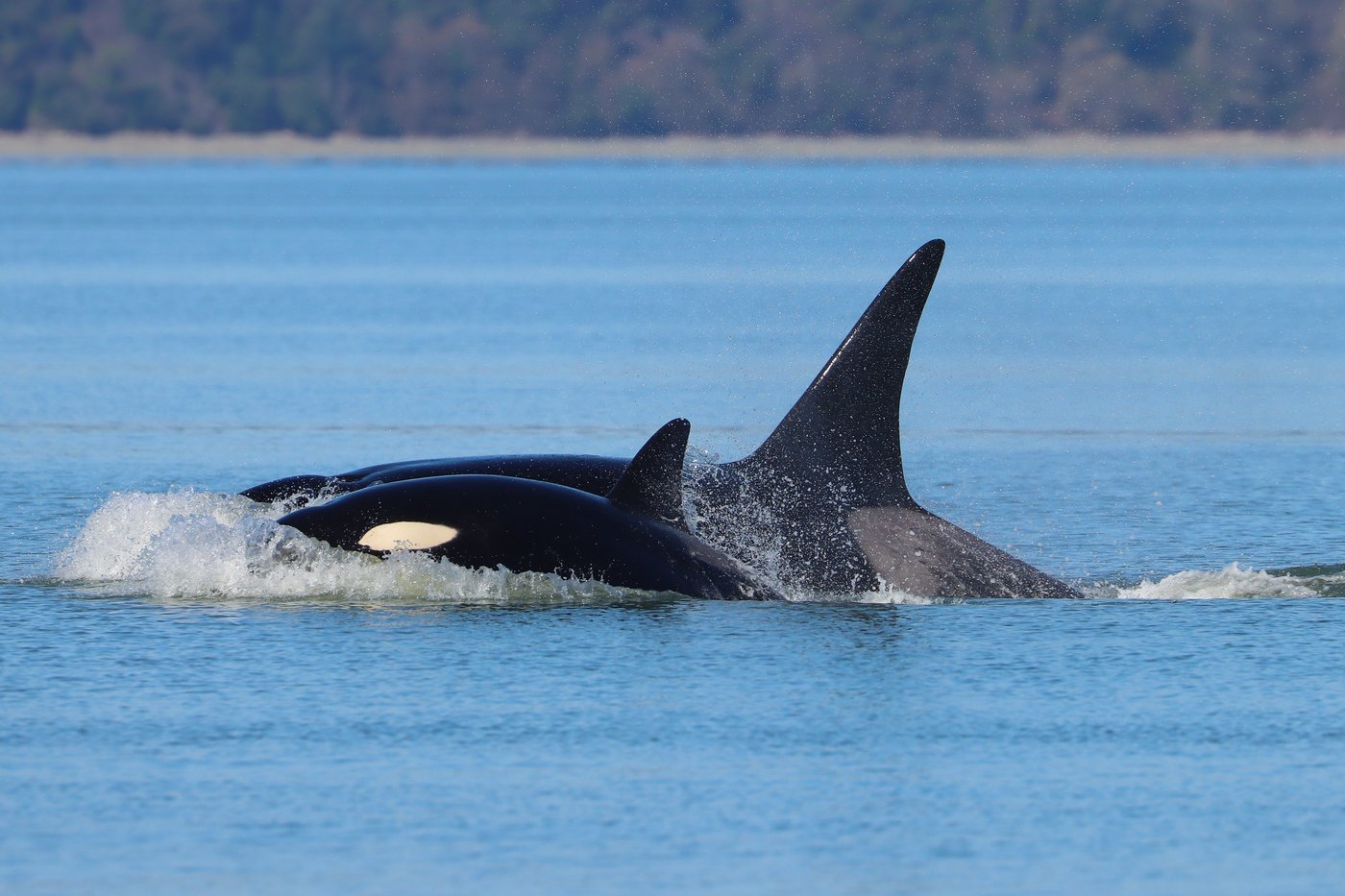 Orcas never seen before in Seattle delight whale watchers with a visit | iNFOnews.ca Orcas never seen before in Seattle delight whale watchers with a visit | iNFOnews.ca