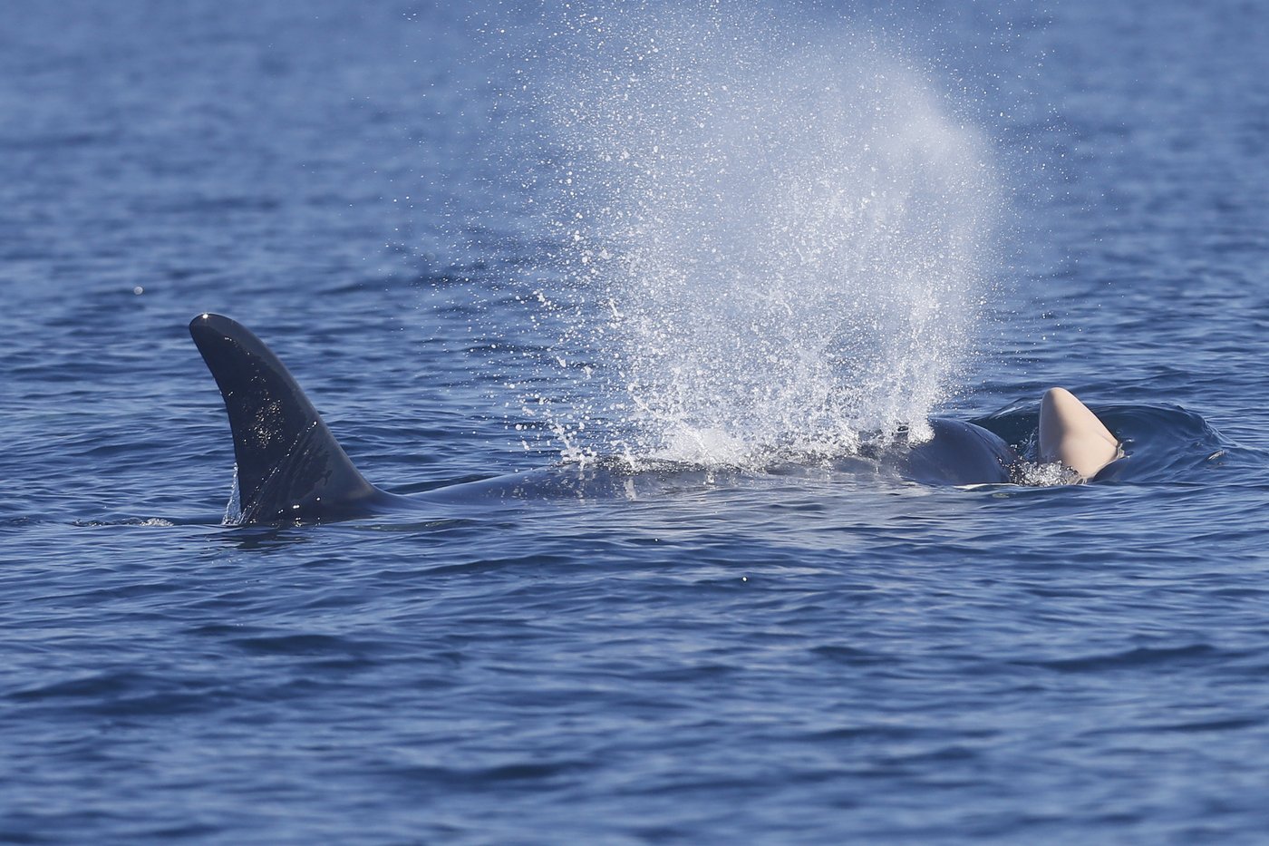Southern Resident killer whale seen with another dead calf off Vancouver Island | iNFOnews.ca