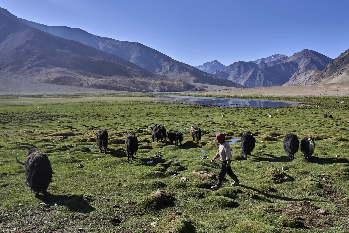 High in India’s Himalayan mountains, yak herders struggle to survive a warming world | iNFOnews.ca