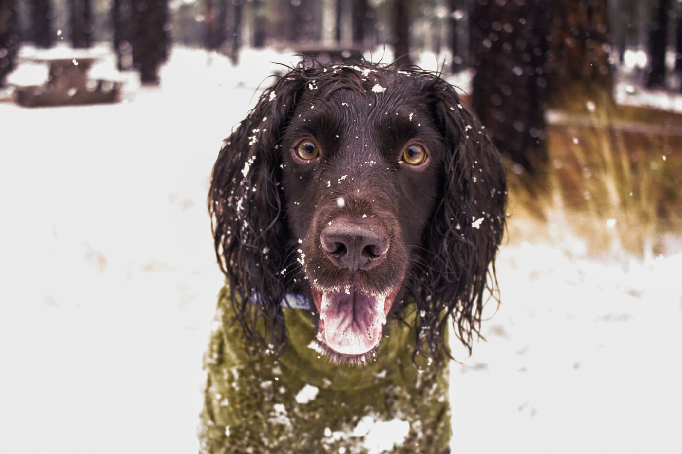 Don't forget pets when preparing for winter's cold. Here's what experts recommend | iNFOnews.ca
