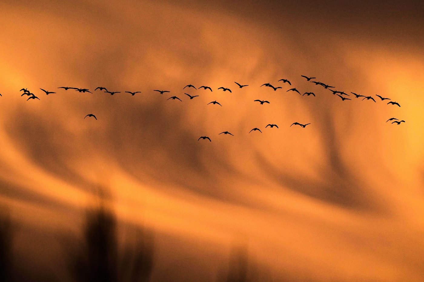 Photos show the dramatic dawn flight of migrating snow geese | iNFOnews.ca