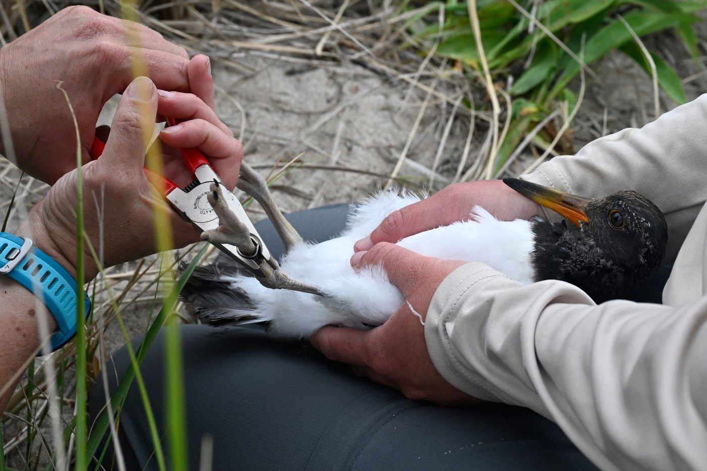 Oystercatchers, known for sharp bills and beady eyes, are making a comeback thanks to conservation | iNFOnews.ca