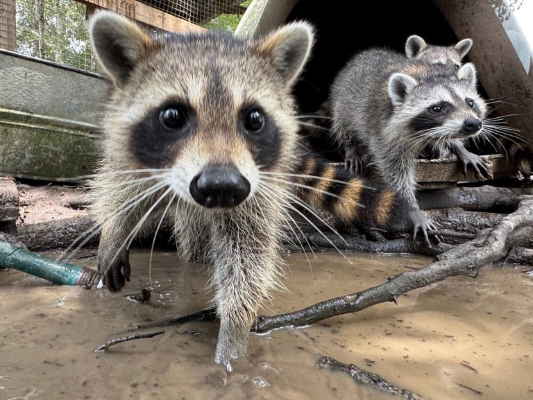 A raccoon boot camp in Mississippi teaches abandoned kits survival skills | iNFOnews.ca
