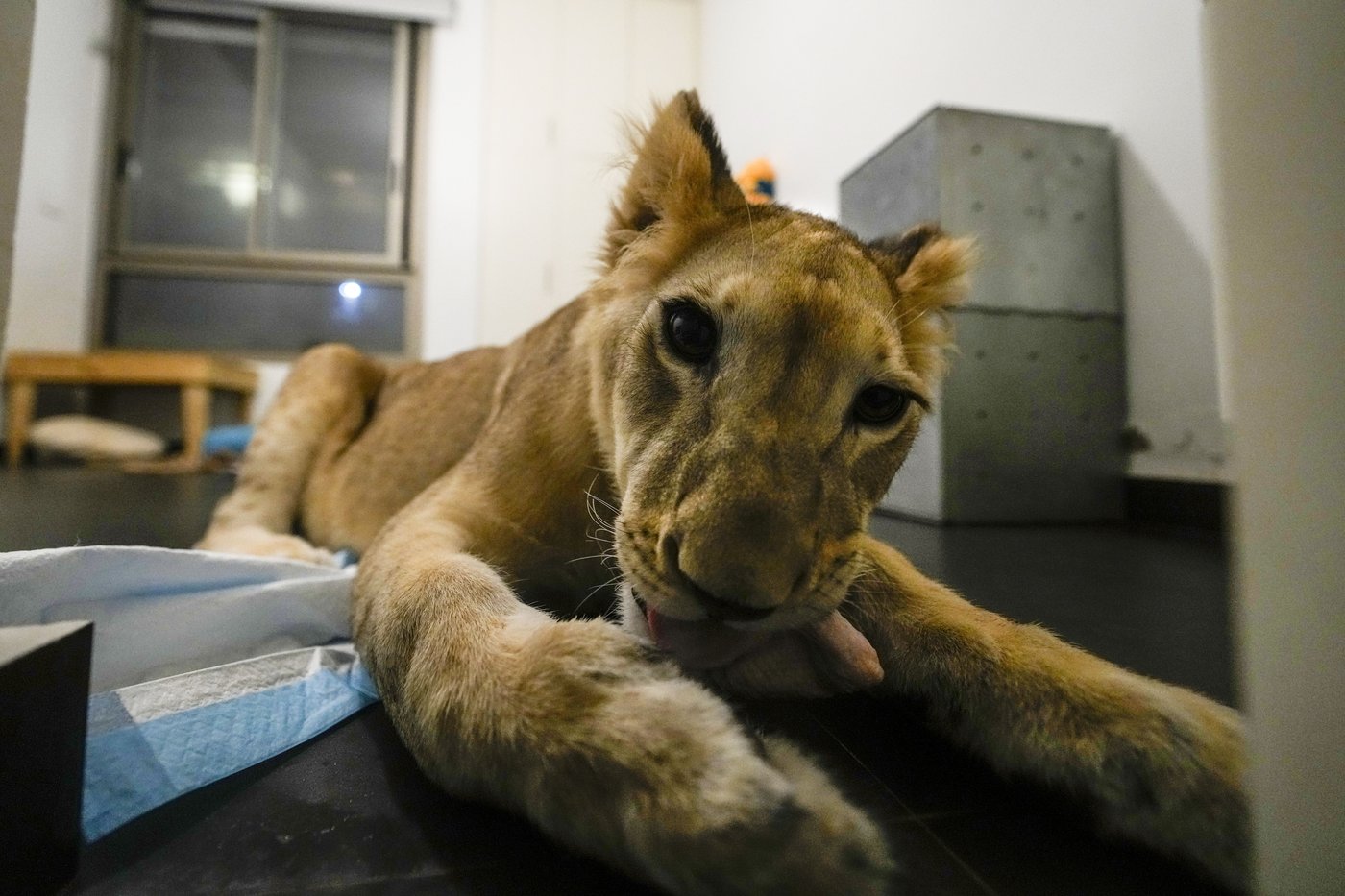 A lion cub evacuated from Lebanon to a South African sanctuary escapes airstrikes and abuse | iNFOnews.ca A lion cub evacuated from Lebanon to a South African sanctuary escapes airstrikes and abuse | iNFOnews.ca