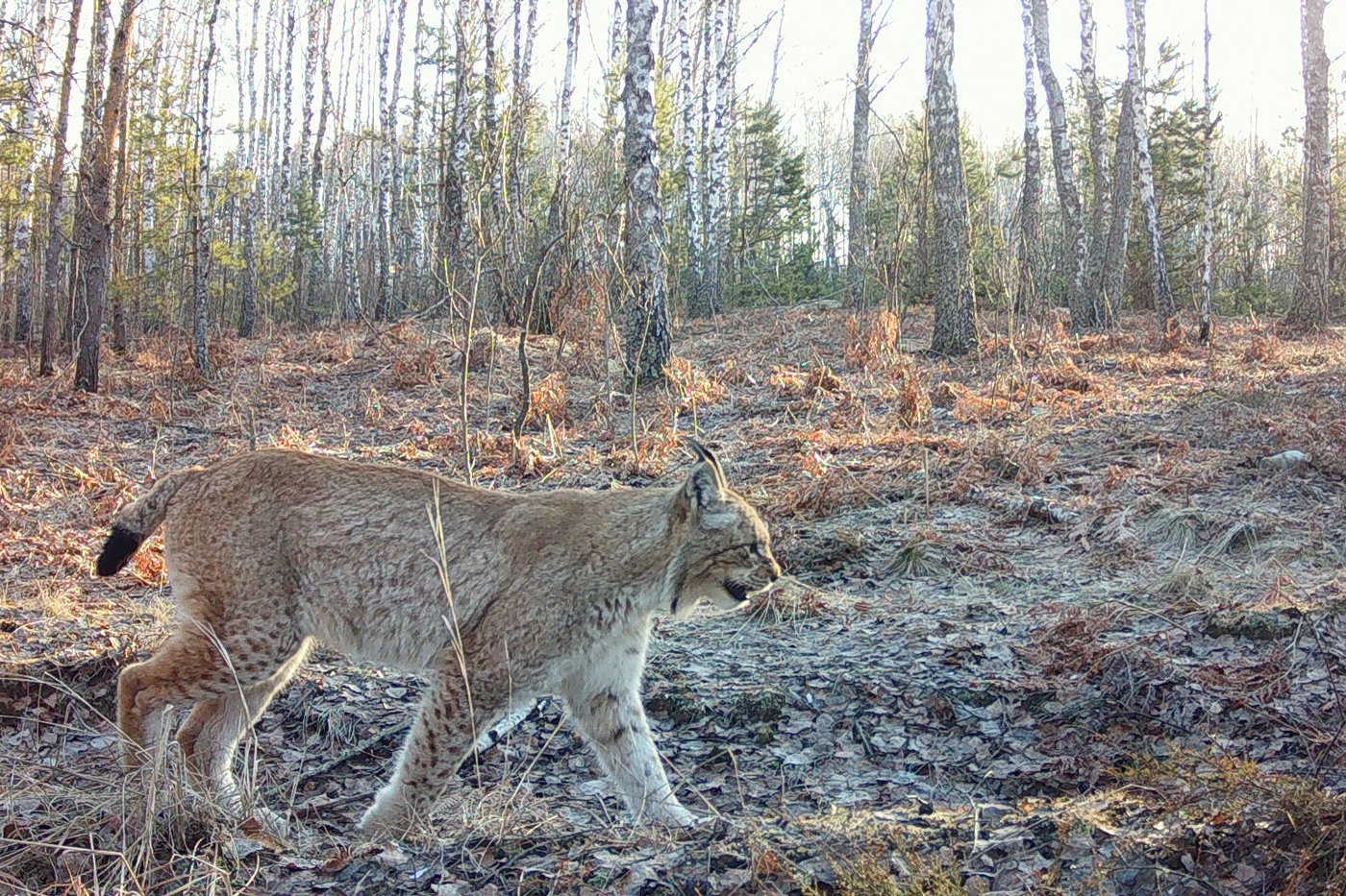 Chernobyl's radioactive landscape is a testament to nature’s resilience and survival spirit | iNFOnews.ca Chernobyl's radioactive landscape is a testament to nature’s resilience and survival spirit | iNFOnews.ca
