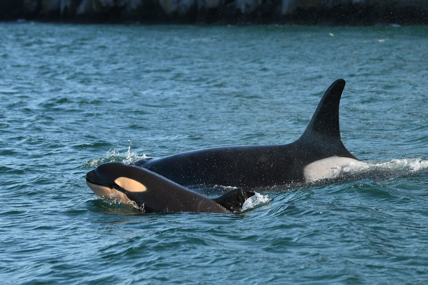Census shows 3 killer whales lost from endangered southern resident population | iNFOnews.ca
