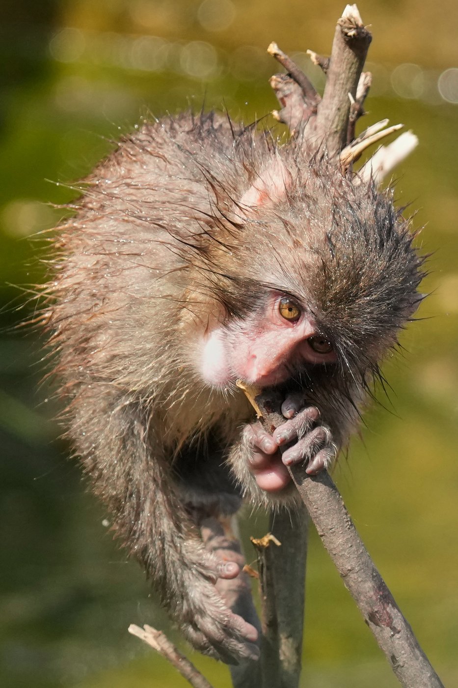 Japan’s monkey sensation Punch turns 1, drawing a flood of well-wishing messages, in photos | iNFOnews.ca
