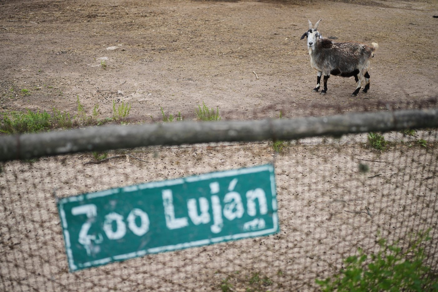 Years after Argentina shut a notorious zoo, the stranded animals are finally being rescued | iNFOnews.ca Years after Argentina shut a notorious zoo, the stranded animals are finally being rescued | iNFOnews.ca