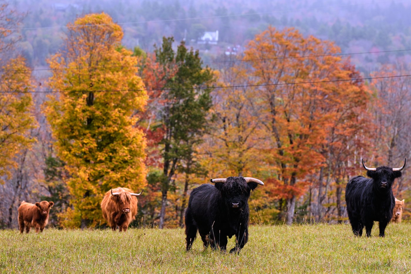 Drought has muted this year's leaf-peeping season, but pockets of brilliant colors remain | iNFOnews.ca Drought has muted this year's leaf-peeping season, but pockets of brilliant colors remain | iNFOnews.ca