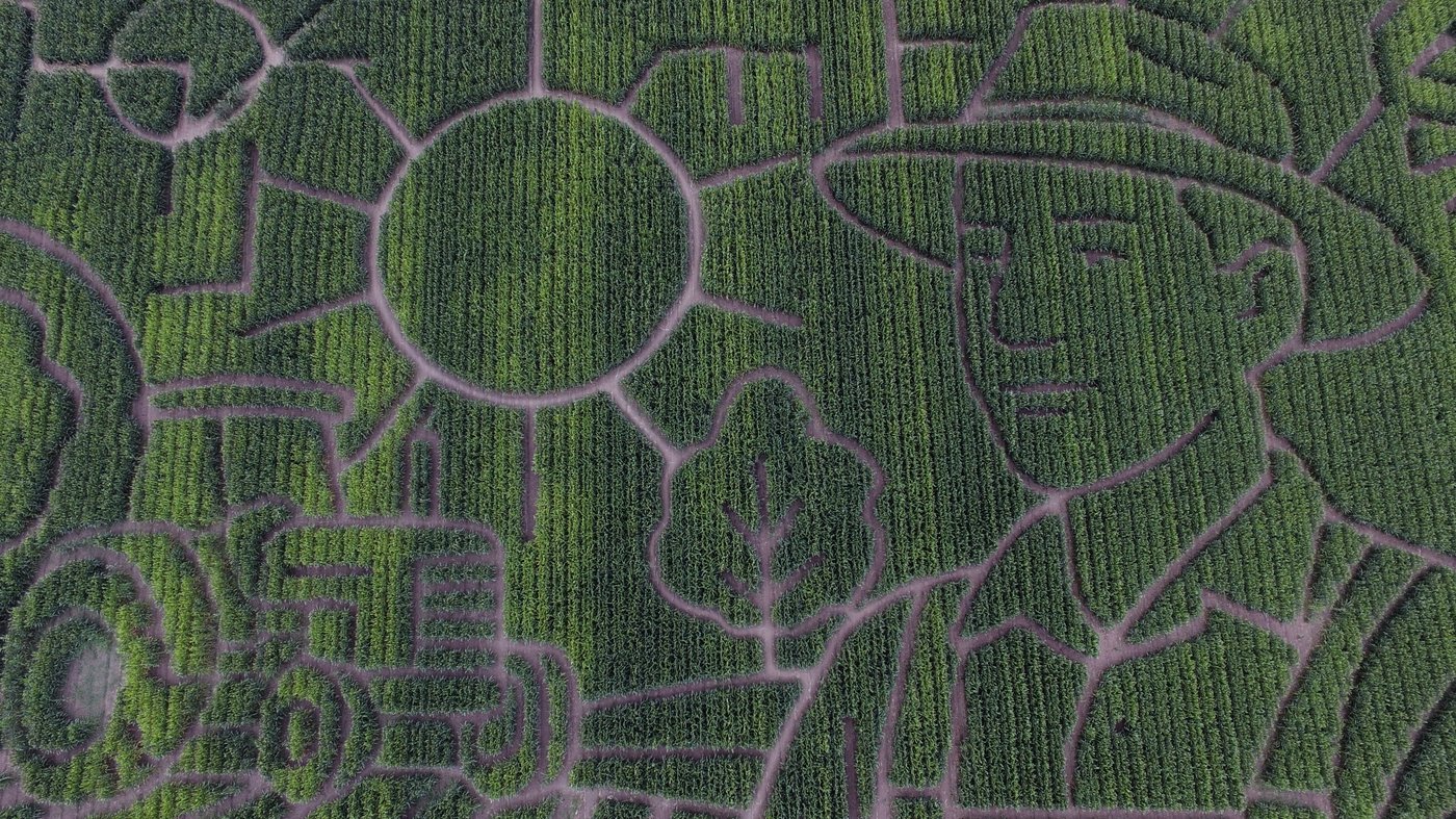 Giant Northern California corn maze lets visitors enjoy getting lost | iNFOnews.ca