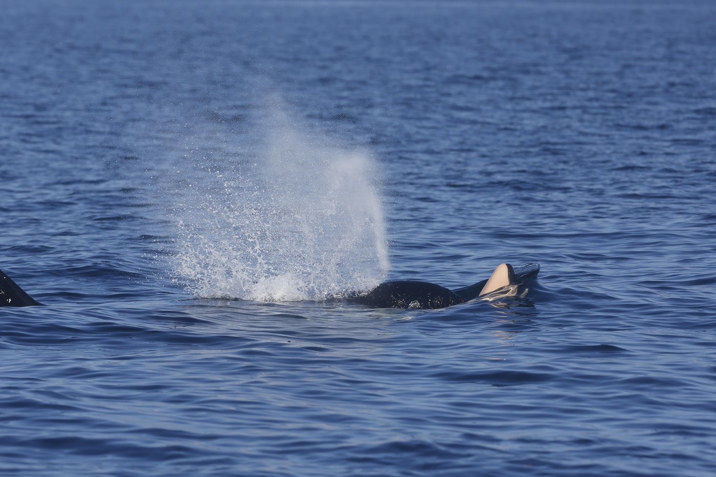 Southern Resident killer whale seen with another dead calf off Vancouver Island | iNFOnews.ca