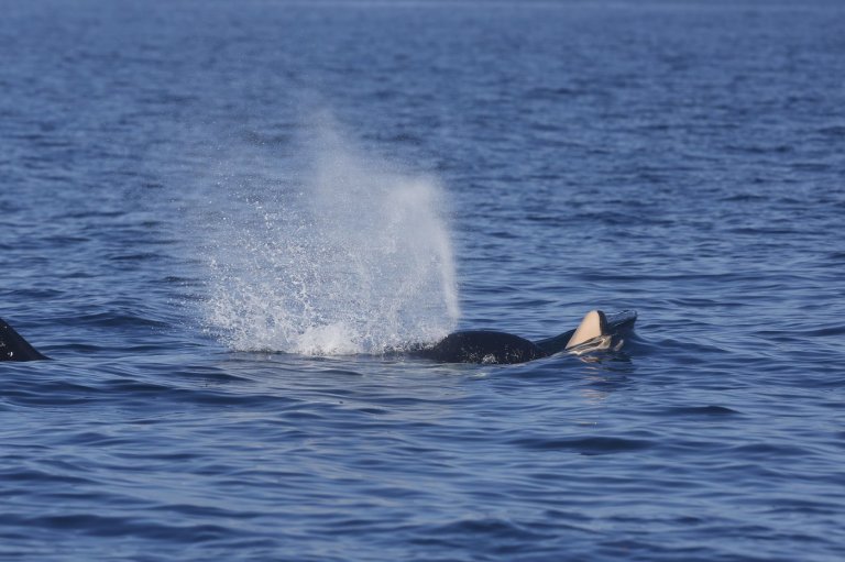 Southern Resident killer whale seen with another dead calf off Vancouver Island | iNFOnews.ca