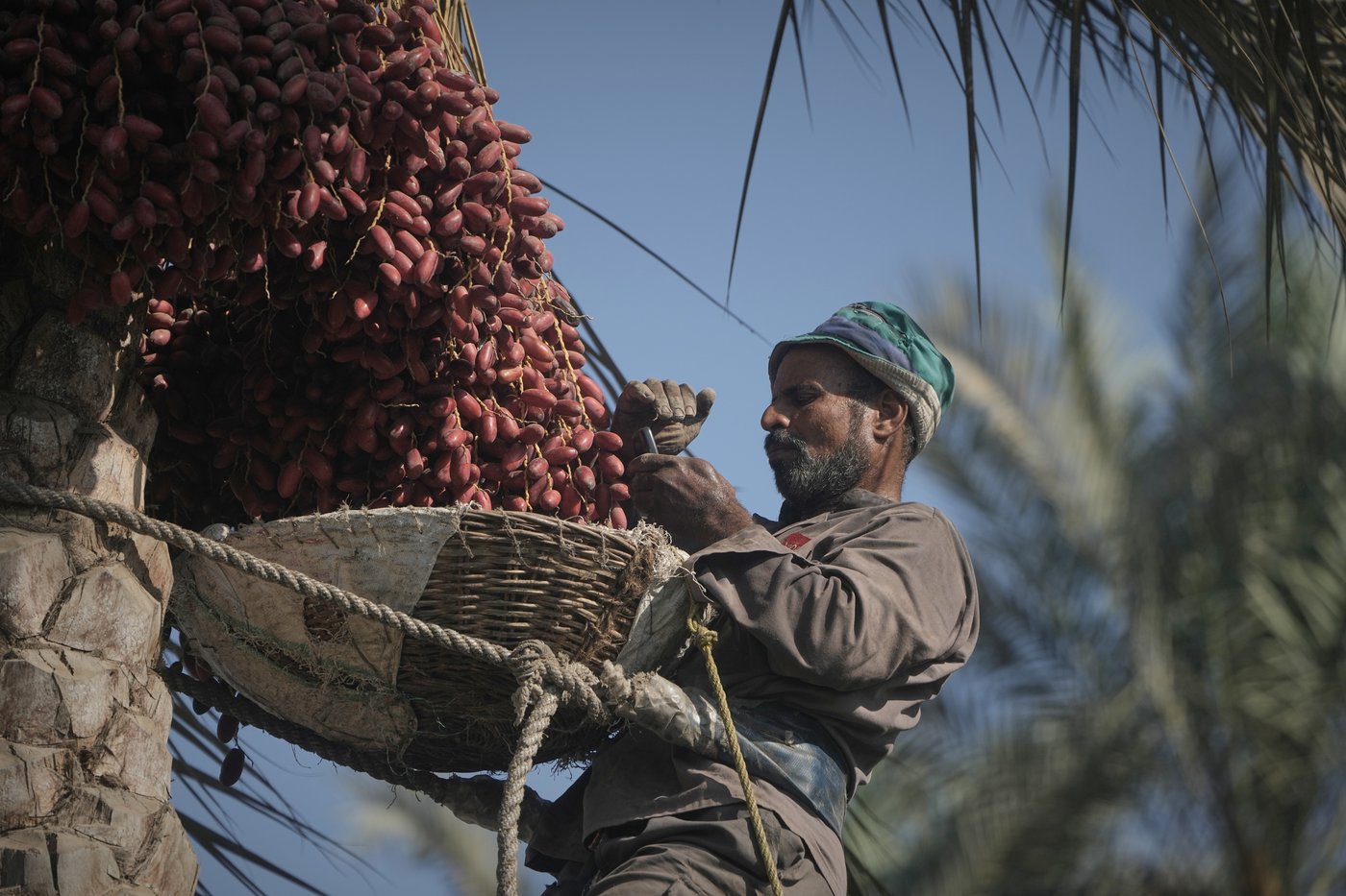 Photos capture the date harvest in an Egyptian village near Cairo | iNFOnews.ca