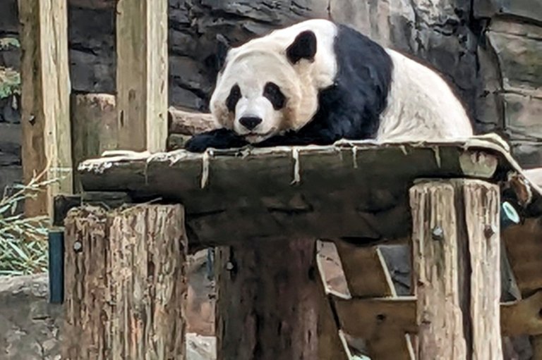 China to send giant pandas to Atlanta again | iNFOnews.ca