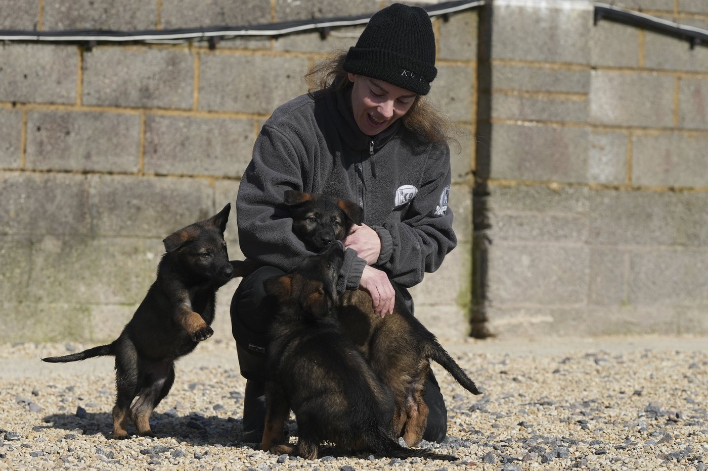 Pets with a toolkit: Protection dogs train to handle burglars as sports stars boost home security | iNFOnews.ca